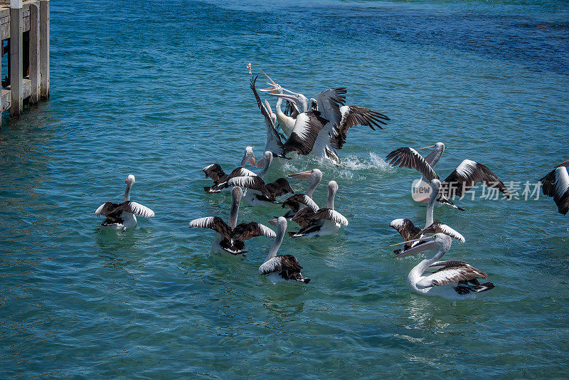 澳大利亚鹈鹕(Pelecanus anisoillatus)